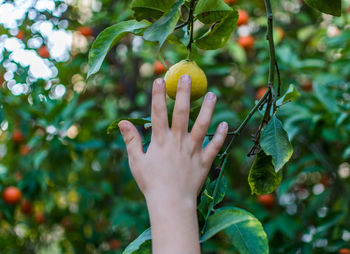 Cropped hand of woman touching fruit hanging on tree