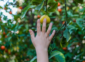 Close-up of hand holding fruit on tree