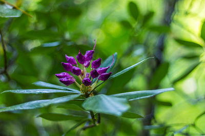 Close-up of purple flower