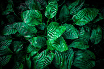 Full frame shot of green leaves on plant