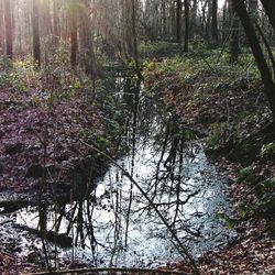 Trees in forest