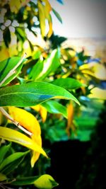 Close-up of yellow flower