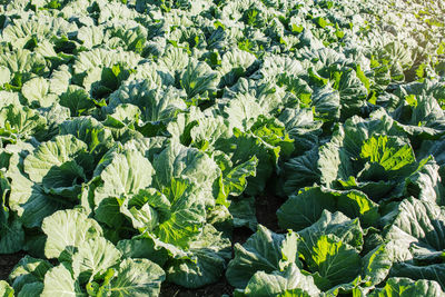 Full frame shot of fresh green plants