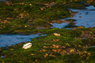 High angle view of leaves floating on lake