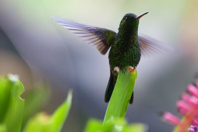 Close-up of bird flying