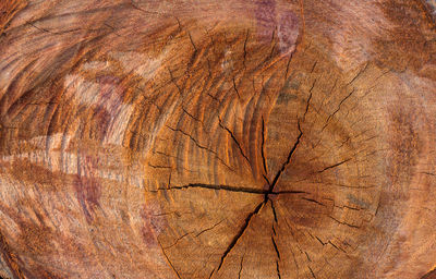 Full frame shot of tree stump in forest