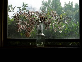 Plants growing on window sill