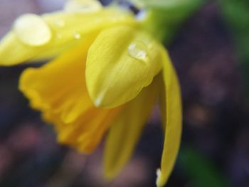 Close-up of yellow flower