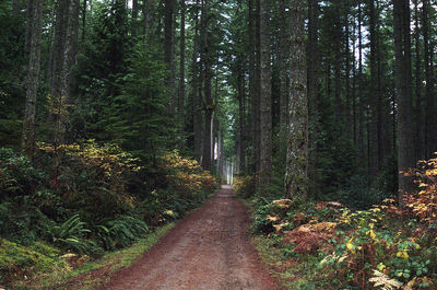 Road passing through forest