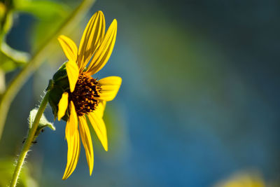 Close-up of yellow flowering plant