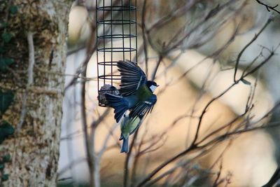 Close-up of bird perching on branch