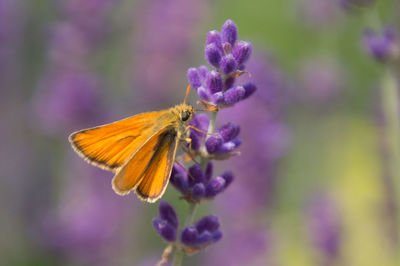 Close-up of butterfly pollinating on purple flower