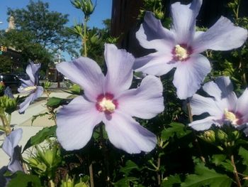 Close-up of white flowers