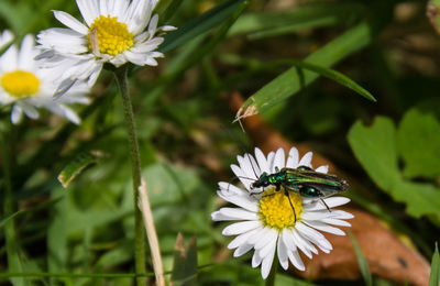 High angle view of insect on daisy