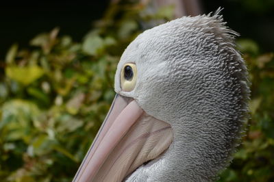 Close-up of a bird