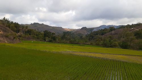 Scenic view of field against sky