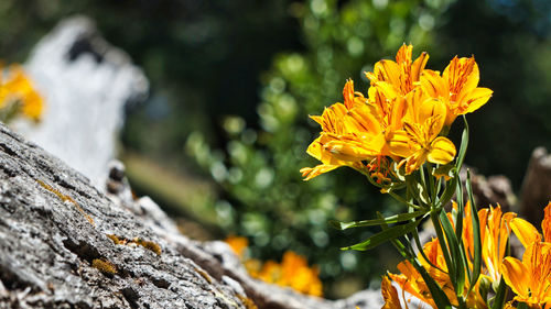 Close-up of yellow flowering plant