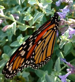 Close-up of butterfly on leaf