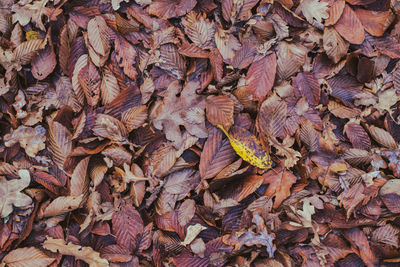 Full frame shot of dried autumn leaves on field