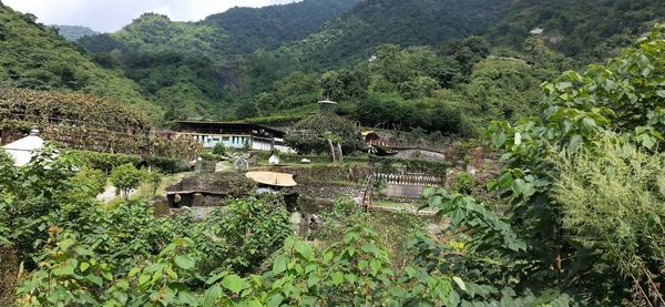 Trees and plants growing outside house in forest