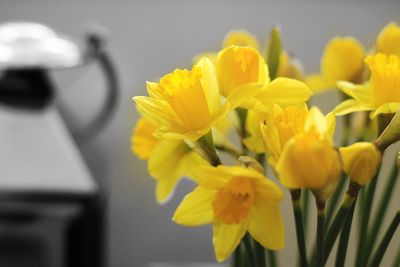 Close-up of yellow flower