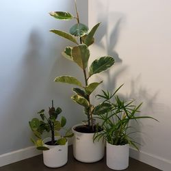 Close-up of potted plant on table against wall