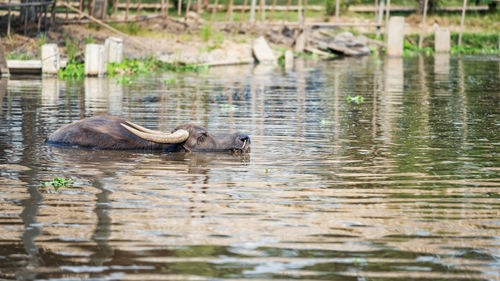 Water buffalo swimming in lake