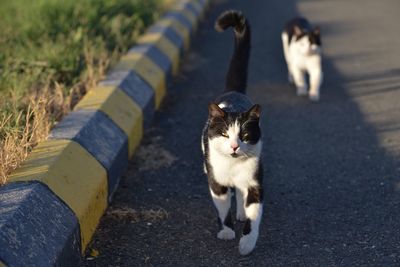 Close-up portrait of cat