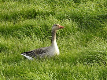 Duck on field