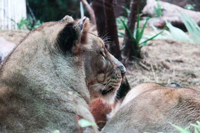 Close-up of a relaxed cat