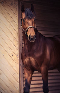 Horse standing at doorway of stable