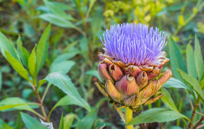 Close-up of purple flower