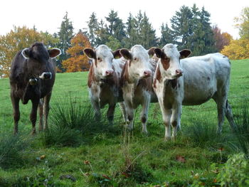 Cows standing on field against sky