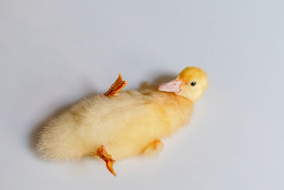 High angle view of duckling against white background