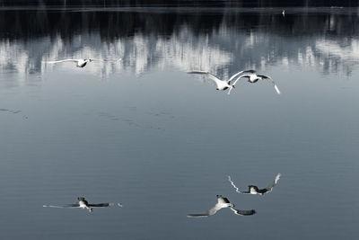 Birds flying over lake