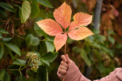 Close-up of hand holding flowering plant