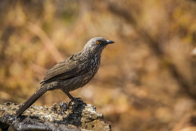 Close-up of bird perching on wood