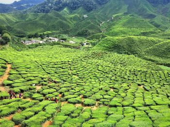 Scenic view of agricultural field