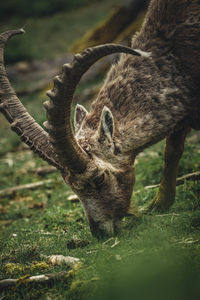 Close-up of horse grazing on field