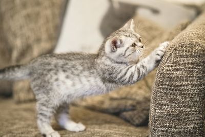 Close-up of kitten on sofa at home