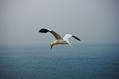 Seagull flying over sea against sky