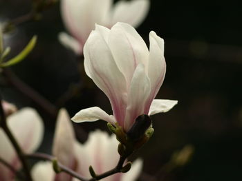 Close-up of pink rose flower