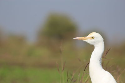 Close-up of heron