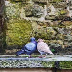 Close-up of pigeons on retaining wall