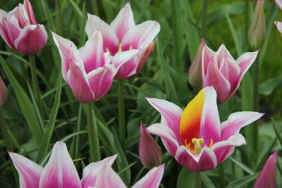 Close-up of pink flowers