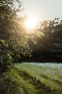 Close-up of plants growing on field against bright sun