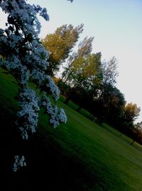 Trees on grassy field