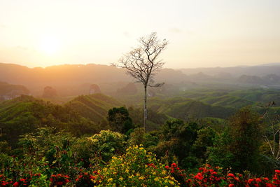 Plants growing on land against sky during sunset