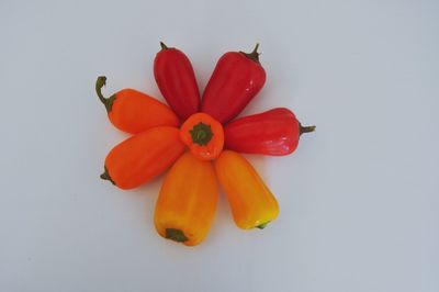 Close-up of flower over white background