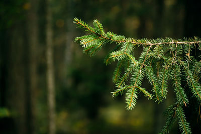 Close-up of pine tree